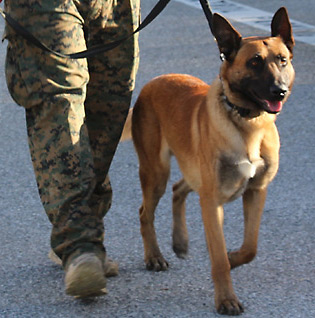 K9 Police Dog