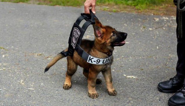 SCC Canine Unit